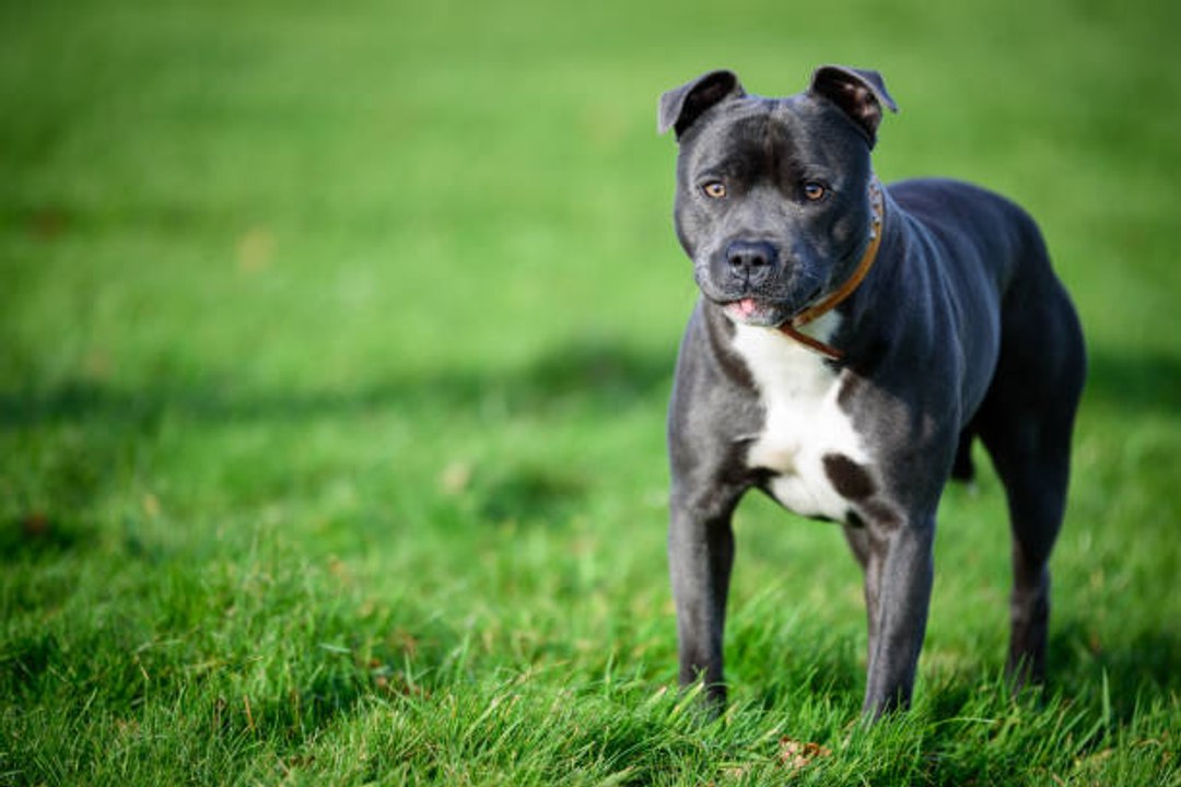 Le Staffordshire Bull Terrier : un excellent chien de compagnie