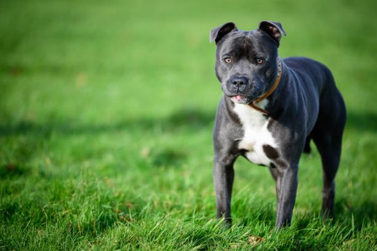 Le Staffordshire Bull Terrier : un excellent chien de compagnie