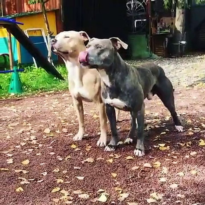 Admirez comment ces chiens sont trop bien dressés. Bluffant !