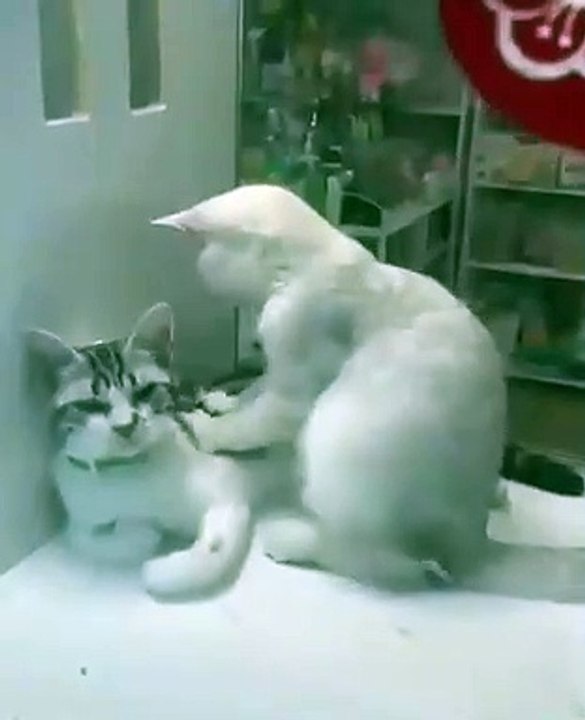 Un Chat donne une thérapie massage à une chatte. Trop drôle !