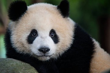 Les pandas sont-ils toujours noirs et blancs ?