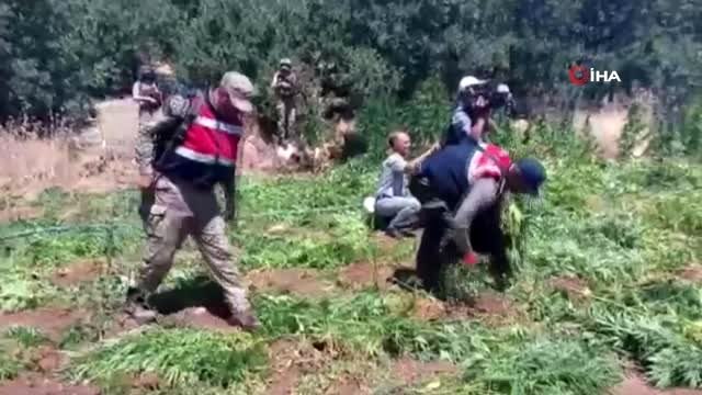 Terörün finans kaynağına büyük darbe: Son 7 operasyonda toplam 12 milyon kök kenevir kenevir ele...