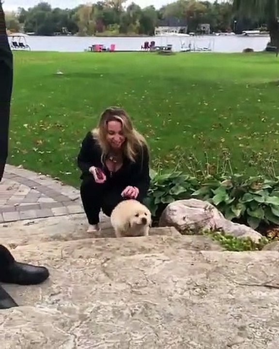 Admirez ce golden retriever qui apprend à monter des marches. Trop cute !