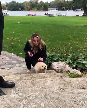 Admirez ce golden retriever qui apprend à monter des marches. Trop cute !