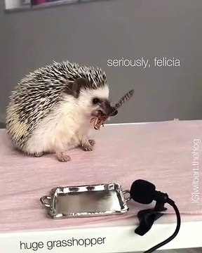 La dégustation de cet herisson va vous surprendre. Regardez !