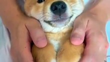 Le sourire de ce chiot va illuminer votre journée. Admirez !