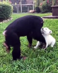 Une amitié amusante entre un singe et un chiot. A voir !