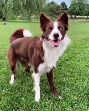 Vous allez trop rire en regardant ce chien. Adorable !