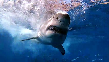 Hungry Shark Swims Within Inches