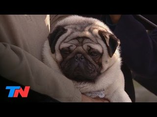 Apareció Tiziano, el perro de terapia que le habían robado a una familia en Ituzaingó