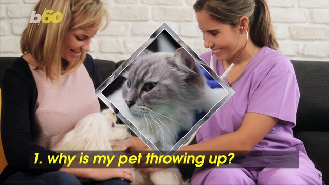 The 5 Most Common Questions Pet Owners Ask Their Veterinarian