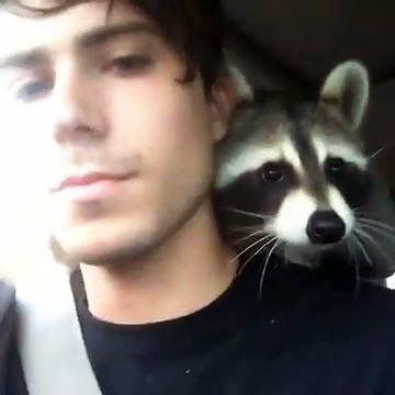 Conduire une voiture avec un raton laveur est très difficile. Regardez ce qu'il tente de faire !