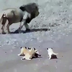 Quand un lion joue à la course poursuite avec ses petits, voici ce que ça donne. Adorable !