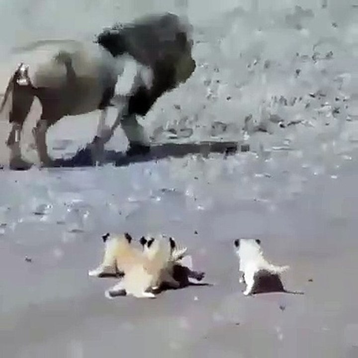 Quand un lion joue à la course poursuite avec ses petits, voici ce que ça donne. Adorable !