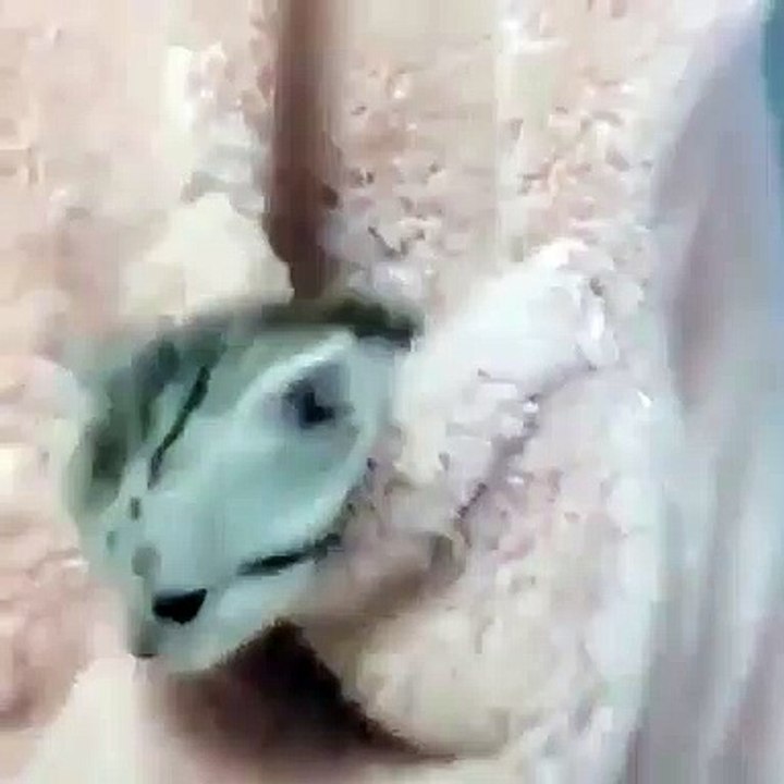 Ce chaton adore se cacher dans la poche de son maître. Trop mimi !