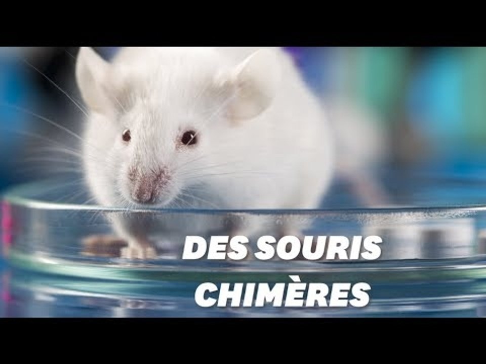 Un scientifique japonais veut créer des hybrides humains-animaux