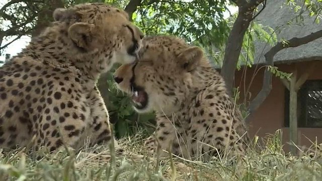 Сексуальные проблемы гепардов