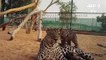 Arabie saoudite: naissance de deux bébés léopards d'Arabie