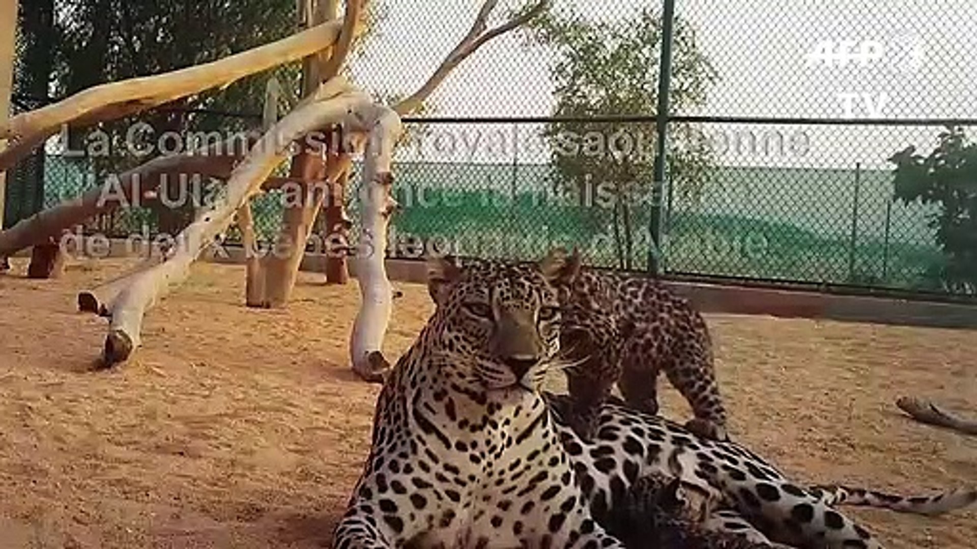 ⁣Arabie saoudite: naissance de deux bébés léopards d'Arabie