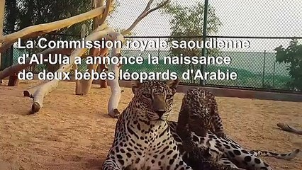 Arabie saoudite: naissance de deux bébés léopards d'Arabie