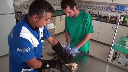 Yaralı tilki tedavi altına alındı - BİTLİS