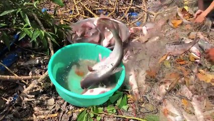 Thấy cá quậy đục nước lấy chài ra quăng thử ai ngờ banh chài luôn