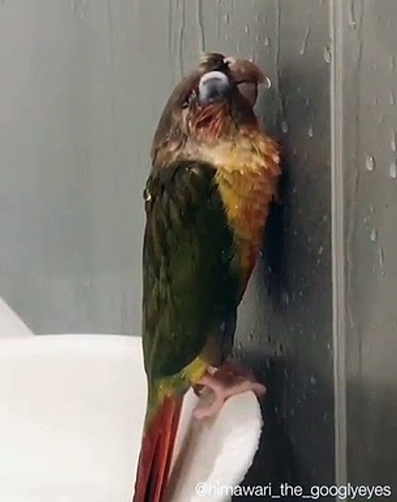 Cette perruche prend un bon bain. Trop drôle !