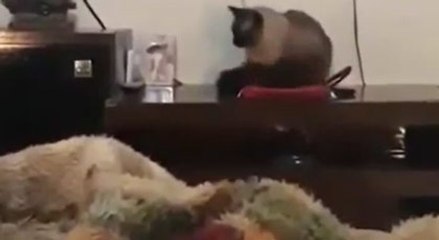Bir kedi yüzünden işe geç kalınır mı demeyin