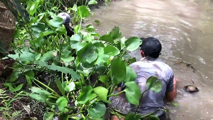 Bắt cá tai tượng đẳng cấp thế này thì con nào chạy thoát được?