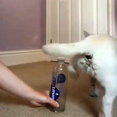 Ce bulldog accompli le bottle cap challenge de dos. A mourir de rire !