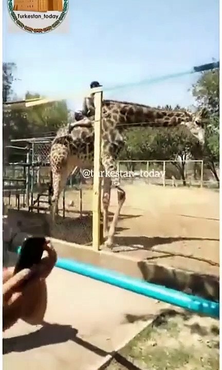 Un homme ivre veut monter sur le dos d'une girafe !