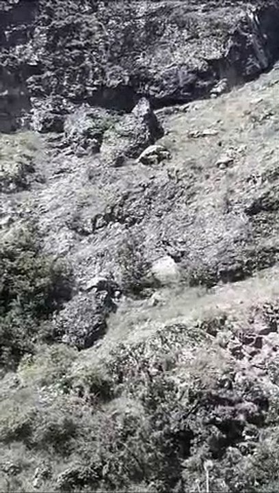 Kodil Vadisi | Yaban Hayatı - Dağ Keçileri