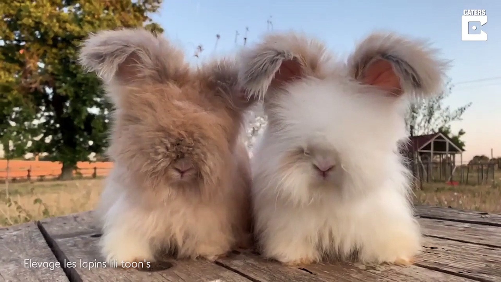 Quoi De Plus Adorable Que Ces Petits Lapins Tout Velus Video Dailymotion