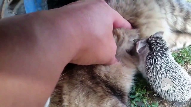 Quand une maman chat nourrit et s'occupe d'un bébé hérisson... Adorable
