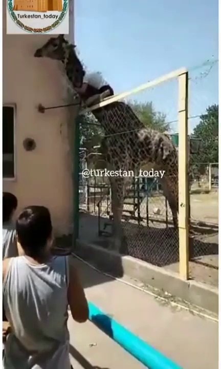 Complètement ivre, il tente de grimper sur le dos d'une girafe !