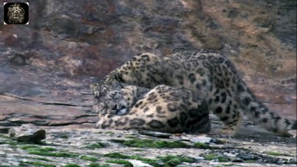 BEST Lion vs Hyena Real Fight! Hyena Lion Attack Hunting Fight!