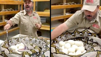 Retrieving Python Eggs Is Risky Business