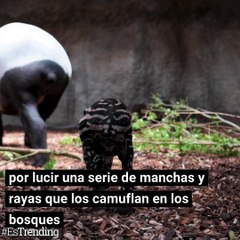 Nacimiento de un tapir en el Zoológico de Chester