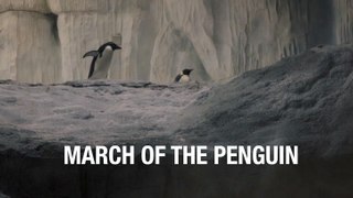 March of the penguin