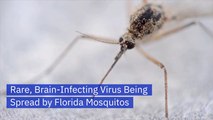 These Florida Mosquitos Carry A Deadly Virus