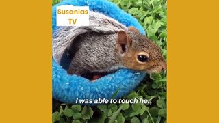 Best friends animal TV:This little squirrel was lost and alone but she found the best loving mom!