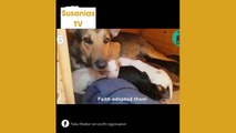 Best friends animal TV:Takis counted how many puppies and kittens he rescued