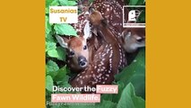 Best friends animal TV:Did you know wildlife animals could be so fragile