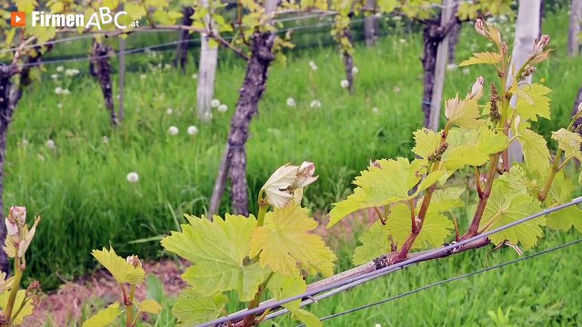 Ferienwohnungen in Großklein, Leibnitz: Weingut und Winzerhof Strablegg – Urlaub am Bauernhof!