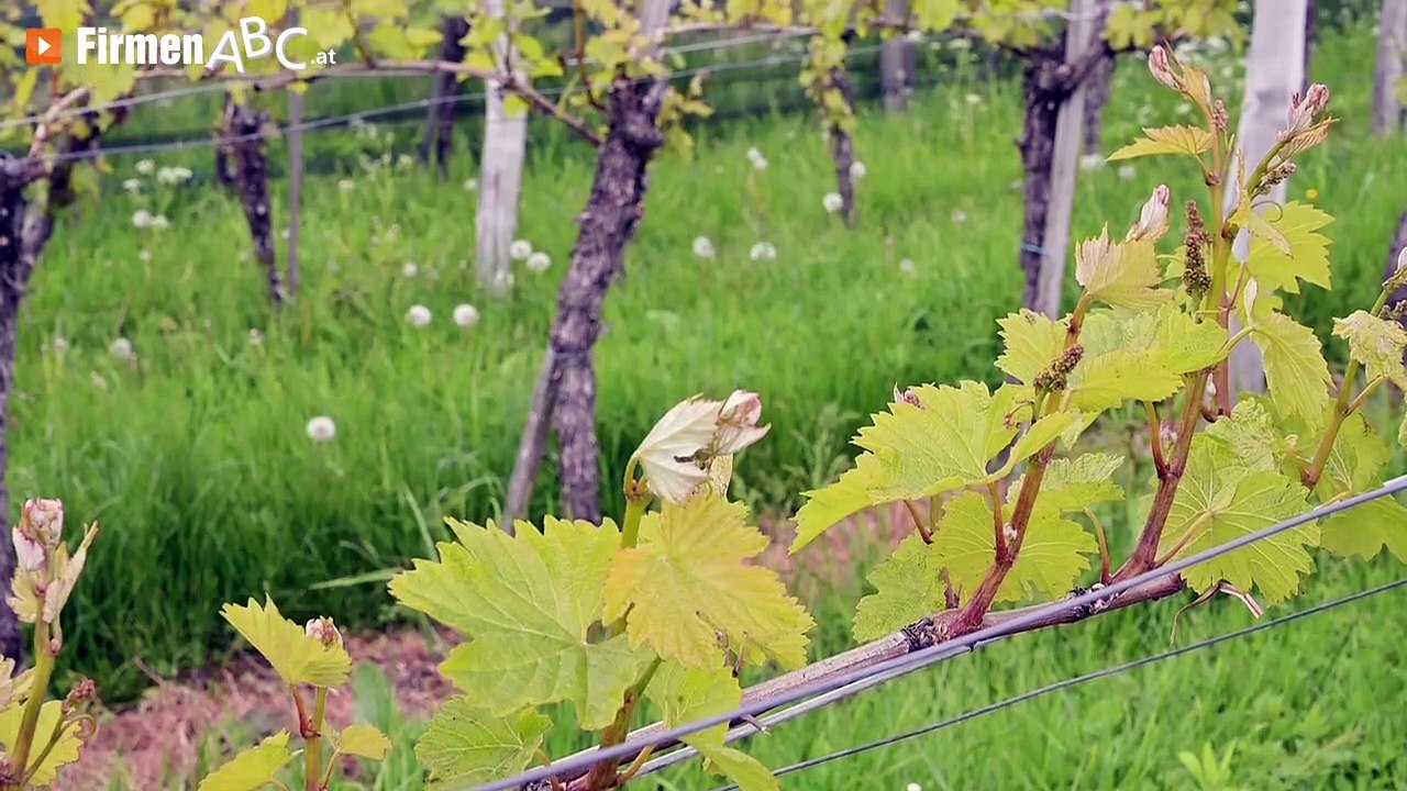 Ferienwohnungen in Großklein, Leibnitz: Weingut und Winzerhof Strablegg – Urlaub am Bauernhof!