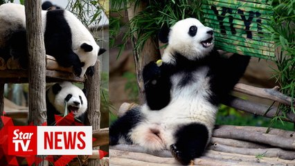 Malaysia, say 'Ni hao' to panda cub Yi Yi