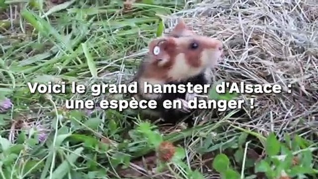 Voici le grand hamster d'Alsace : une espèce en danger !