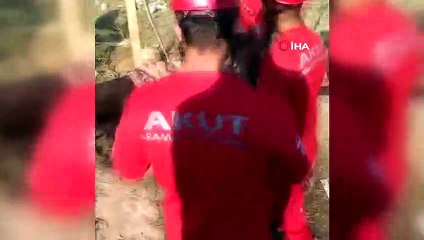 Mahsur kalan ineği AKUT kurtardı