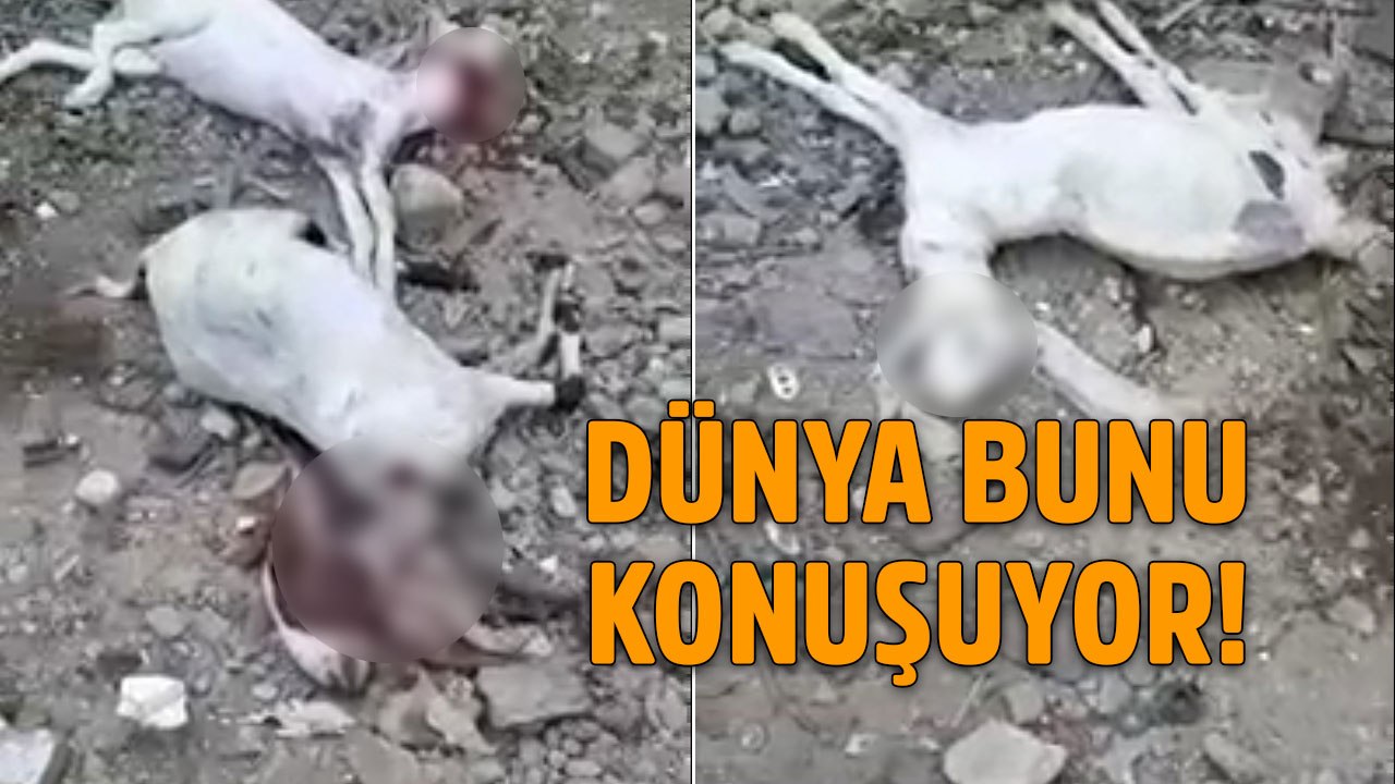 Gizemli yaratık paniği! Wampir mi, Dhampir mi?