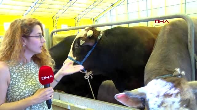 KAYAŞEHİR KURBAN PAZARI'NIN GÖZDESİ 1 TONLUK 'SARIOĞLAN' ALICISINI BEKLİYOR